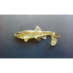 Little Creeper Baits All American Trash Fish 19 Little Creeper Baits All American Trash Fish -Tackle Express ghosttrout