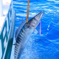 Magbay Lures MagTrak Trolling Lure -Tackle Express purplemagtrak2 website 400x400 1